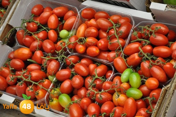 souq gan temar (7).JPG